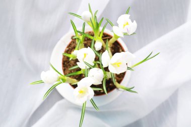 Crocus (çoğul krokus), göz familyasından çiçekli bir bitki cinsidir. Tek bir krokus, bir avuç timsah, timsah dolu bir çayır, yakın plan krukus. Beyaz arkaplanda Crocus.