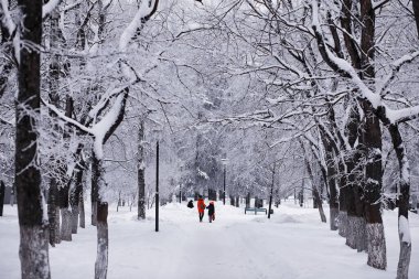Kış orman manzarası. Kar altında uzun ağaçlar. Ocak ayının soğuk günü parkta.