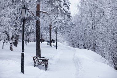Kış orman manzarası. Kar altında uzun ağaçlar. Ocak ayının soğuk günü parkta.