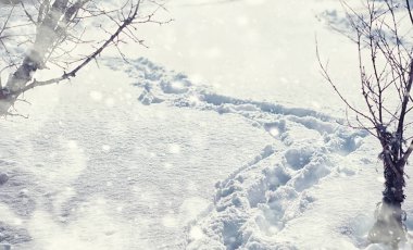 Kış orman manzarası. Kar altında uzun ağaçlar. Ocak ayının soğuk günü parkta.