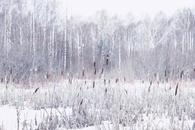 Kış orman manzarası. Kar altında uzun ağaçlar. Ocak ayının soğuk günü parkta.