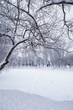 Kış orman manzarası. Kar altında uzun ağaçlar. Ocak ayının soğuk günü parkta.