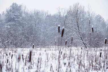 Kış orman manzarası. Kar altında uzun ağaçlar. Ocak ayının soğuk günü parkta.