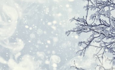 Kış orman manzarası. Kar altında uzun ağaçlar. Ocak ayının soğuk günü parkta.