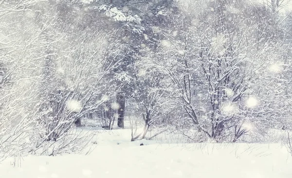 冬の森の風景 雪に覆われた背の高い木 公園で1月の霜の日 — ストック写真