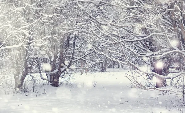 Paisagem Florestal Inverno Árvores Altas Sob Cobertura Neve Janeiro Dia — Fotografia de Stock