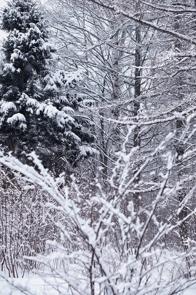 Winter Forest Landscape Tall Trees Snow Cover January Frosty Day — Stock Photo, Image