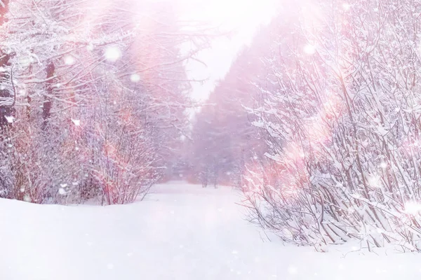 冬季森林景观 积雪覆盖下的高大的树 一月里公园里寒冷的一天 — 图库照片