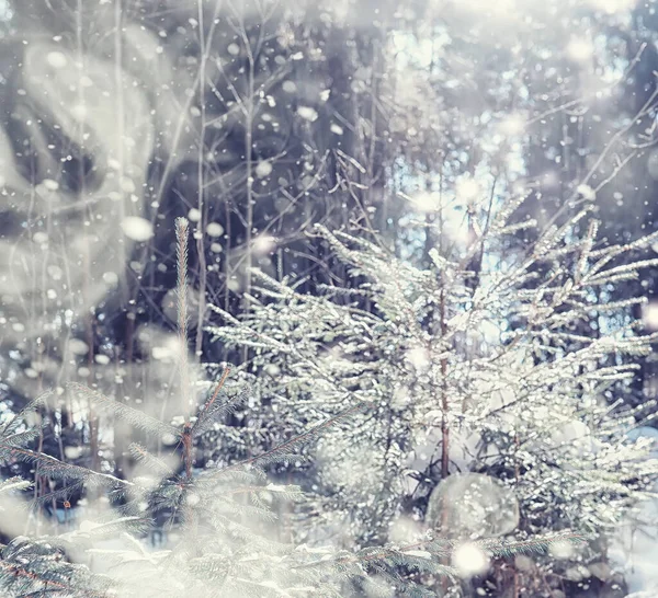 冬の森の風景 雪に覆われた背の高い木 公園で1月の霜の日 — ストック写真