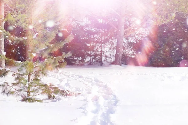 Winter forest landscape. Tall trees under snow cover. January frosty day in park.