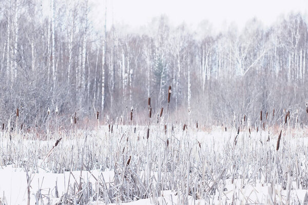 Зимний лес. Высокие деревья под снежным покровом. Январь морозный день в парке.