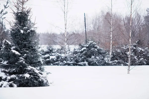 Paysage Forestier Hivernal Grands Arbres Sous Neige Janvier Journée Givré — Photo