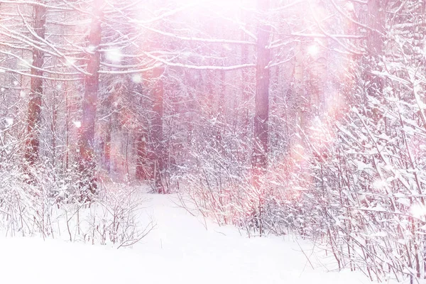 冬の森の風景 雪に覆われた背の高い木 公園で1月の霜の日 — ストック写真