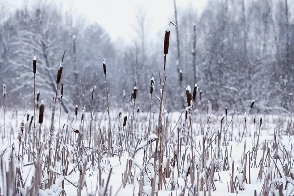 Paisagem Florestal Inverno Árvores Altas Sob Cobertura Neve Janeiro Dia — Fotografia de Stock