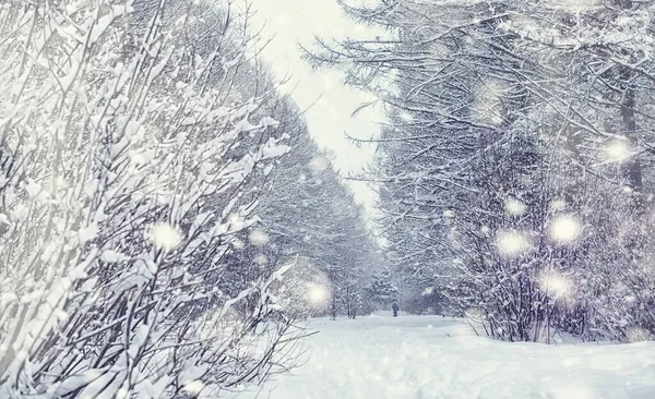 Paisaje Forestal Invernal Árboles Altos Bajo Cubierta Nieve Enero Día —  Fotos de Stock