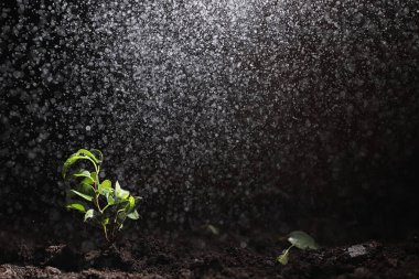 Yerde yeşil filiz var. Bahar konsepti Tohumlar toprağa. Doğayı güncellemek bir fikirdir. Eller yere filizlenir.