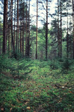 Parlak bahar, şafakta ormanda yeşilleniyor. Doğa ilkbaharın başlarında canlanır..