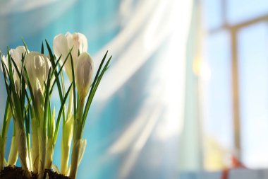 Crocus (çoğul krokus), göz familyasından çiçekli bir bitki cinsidir. Tek bir krokus, bir avuç timsah, timsah dolu bir çayır, yakın plan krukus. Beyaz arkaplanda Crocus.