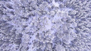Kışın bir ormanın en üst manzarası, karlı bir ormandaki doğa manzarası,