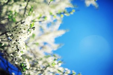 Parlak bahar, şafakta ormanda yeşilleniyor. Doğa ilkbaharın başlarında canlanır..
