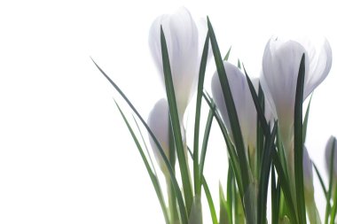 Crocus (çoğul krokus), göz familyasından çiçekli bir bitki cinsidir. Tek bir krokus, bir avuç timsah, timsah dolu bir çayır, yakın plan krukus. Beyaz arkaplanda Crocus.