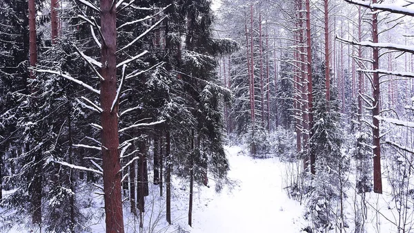 Top View Forest Winter Landscape Nature Snowy Forest Aero Phot — Stock Photo, Image