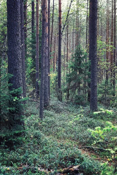 Яркая Весенняя Зелень Рассвете Лесу Природа Оживает Ранней Весной — стоковое фото