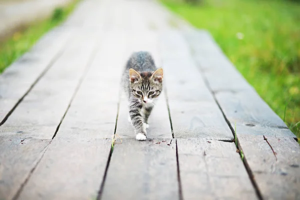 Een Schattig Klein Grijs Katje Liggend Cementvloer Bokeh Backgroun — Stockfoto