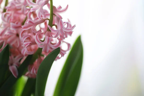 Crocus Een Geslacht Van Planten Uit Familie Irisplanten Poaceae Een — Stockfoto