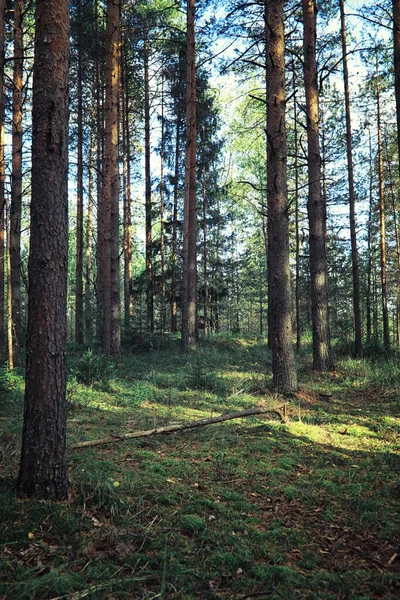 Helles Frühlingsgrün Der Morgendämmerung Wald Die Natur Erwacht Zeitigen Frühling — Stockfoto