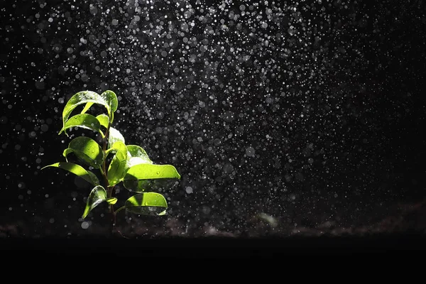 Broto Verde Chão Conceito Primavera Mudas Chão Actualizar Natureza Uma — Fotografia de Stock