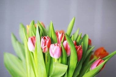 Çiçekler, bahar tatilleri ve ev dekorasyonu konsepti - buket güzel laleler, çiçekli arka plan