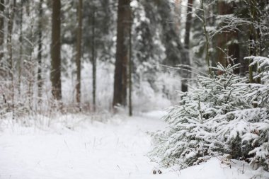 Kış manzarası. Karların altındaki orman. Kış Parkı.