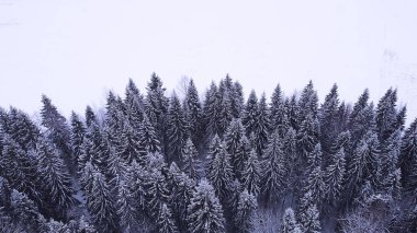 Kışın bir ormanın en üst manzarası, karlı bir ormandaki doğa manzarası,