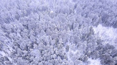 Kışın bir ormanın en üst manzarası, karlı bir ormandaki doğa manzarası,