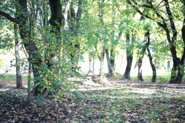 Gündüz vakti parkta sonbahar arkaplanı