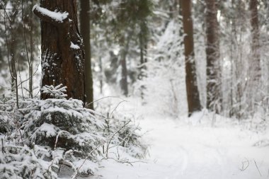 Kış manzarası. Karların altındaki orman. Kış Parkı.