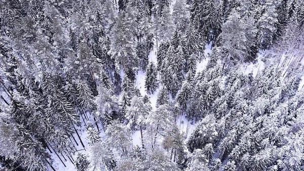 Vista Superior Bosque Invierno Paisaje Naturaleza Bosque Nevado Aero Phot — Foto de Stock