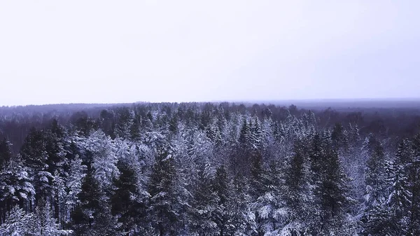 Вид Лес Зимой Пейзаж Природы Заснеженном Лесу Aero Phot — стоковое фото