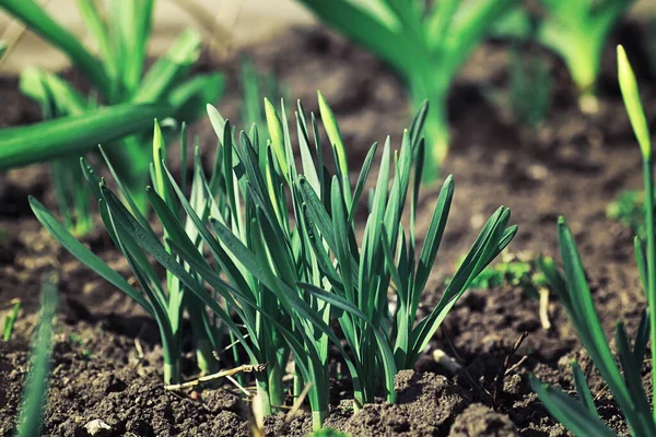 Vert Printanier Lumineux Aube Dans Forêt Nature Prend Vie Début — Photo