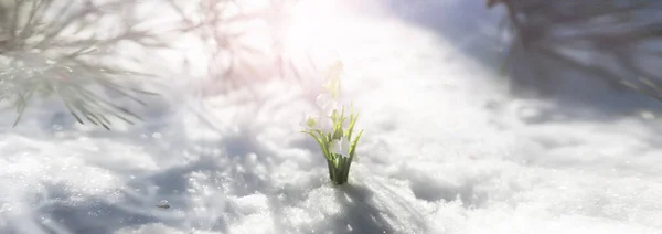 春天的第一朵花森林里的雪降 森林里阳光明媚的春天 — 图库照片