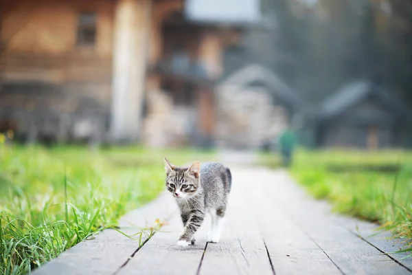 Lindo Gatito Gris Acostado Suelo Cemento Bokeh Backgroun — Foto de Stock