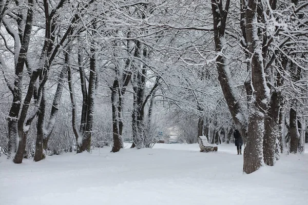 Kış manzarası. Karların altındaki orman. Kış Parkı.