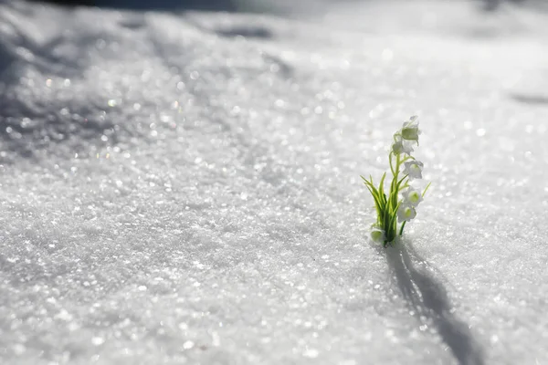 First Spring Flower Snowdrop Forest Spring Sunny Day Forest — Stock Photo, Image