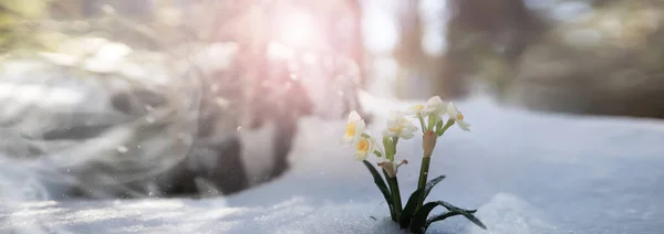 春天的第一朵花森林里的雪降 森林里阳光明媚的春天 — 图库照片