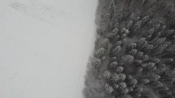 Landskap av naturen i en snöig skog, Flygfoto, ovanifrån av en skog på vintern — Stockvideo