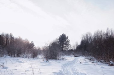 Kış orman manzarası. Kar altında uzun ağaçlar. Ocak ayının soğuk günü parkta.