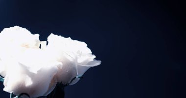 Bir buket taze çiçek. Sevdiğine bayram hediyesi. Sevgililer Günü arkaplanı. Gül, lale, Iris çiçek aranjmanı.