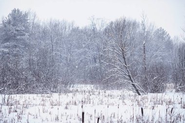 Kış orman manzarası. Kar altında uzun ağaçlar. Ocak ayının soğuk günü parkta.