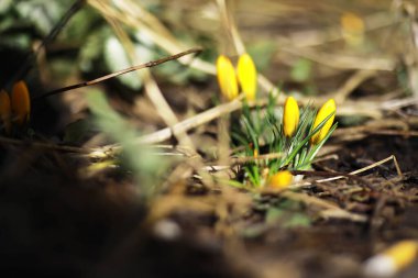 İlkbaharda kırsalda beyaz ve sarı timsahlar. Parlak bahar çiçekleri. Taze neşeli bitkiler çiçek açtı. Genç filizler.